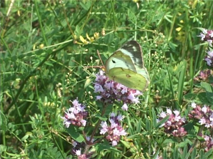 Hufeisenklee-Gelbling ( Colias alfacariensis ), Weibchen, Flügelunterseite : Kaiserstuhl, 14.07.2006